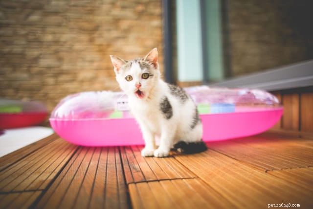 9 tipů, jak pomoci vaší kočce žít dlouhý a zdravý život