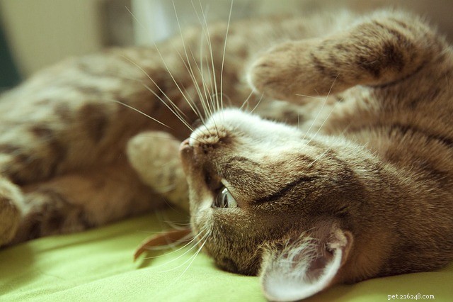 Cette information cruciale sur les reins de votre chat peut lui sauver la vie