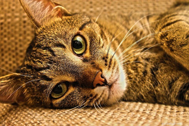Denna avgörande information om din katts njurar kan rädda hennes liv