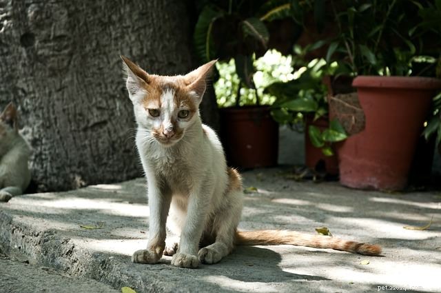 Le 7 malattie più comuni che colpiscono i gatti anziani