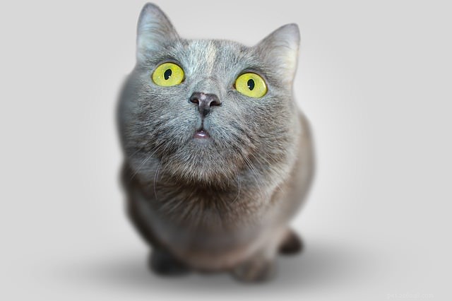 Vad betyder det när katter har fläckar i ögonen?