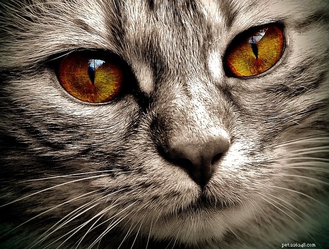 Qu est-ce que cela signifie lorsque les chats ont des taches dans les yeux ?