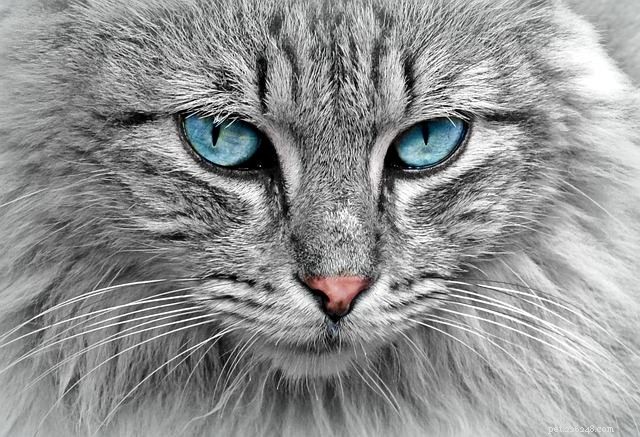 Wat betekent het als katten vlekken in hun ogen hebben?