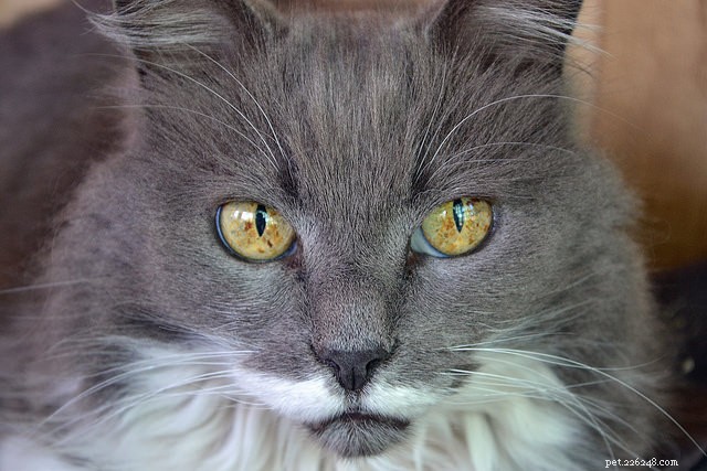 O que significa quando os gatos têm manchas nos olhos?