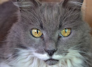 고양이의 눈에 반점이 있다는 것은 무엇을 의미합니까?