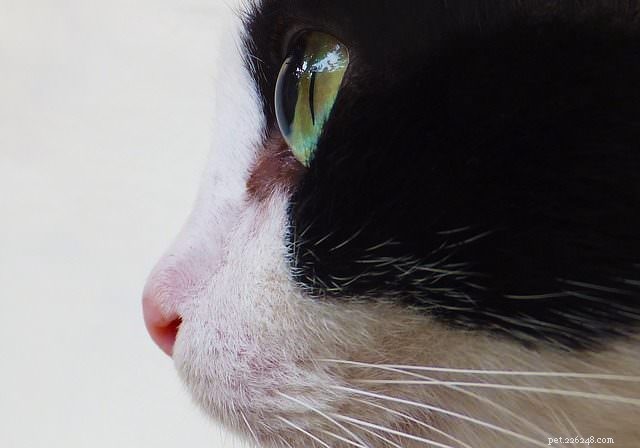 Что означает появление пятен в глазах у кошек?