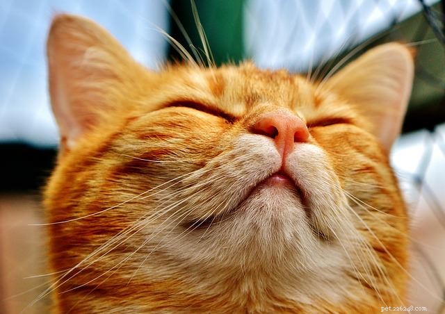 Co to znamená, když mají kočky skvrny v očích?