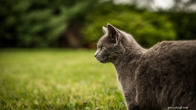 VARNING:Lokal katt testar positivt för rabies