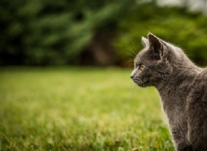 경보:지역 고양이가 광견병 양성 반응을 보임