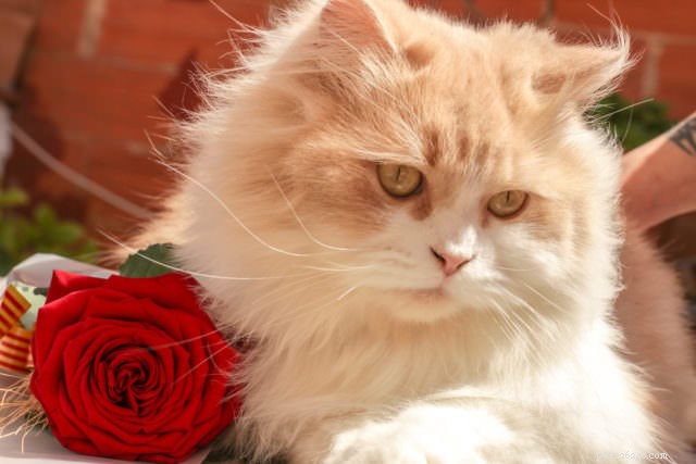 3 наиболее распространенных типа рака у кошек
