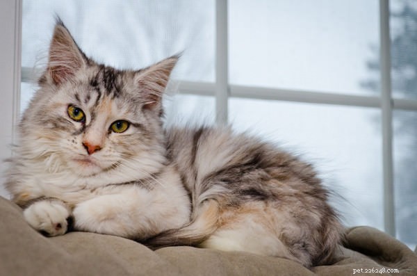 8 tekenen dat uw kat zich verveelt