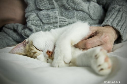 10 věcí, kterým rozumí pouze kočky