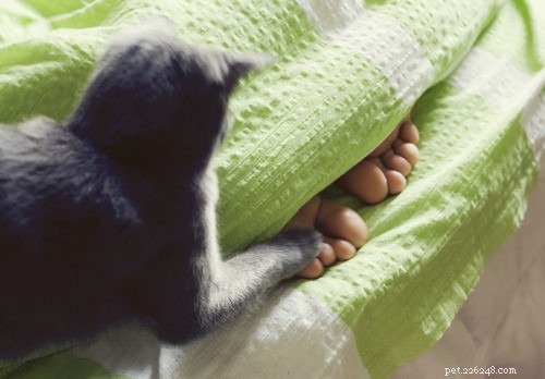 10 cose che solo i gatti capiscono