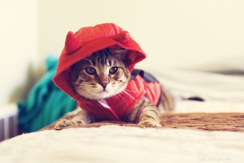 10 věcí, kterým rozumí pouze kočky