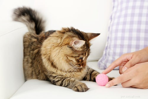 10 věcí, které si vaše kočka přeje, abyste věděli