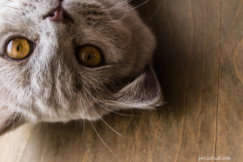 10 saker som din katt önskar att du visste