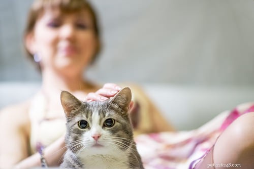 10 choses que votre chat aimerait que vous sachiez