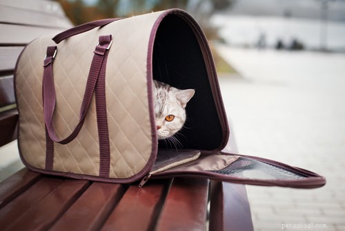 6 maneiras de manter seu gato calmo durante a viagem