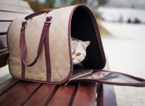 6 způsobů, jak udržet kočku během cestování v klidu