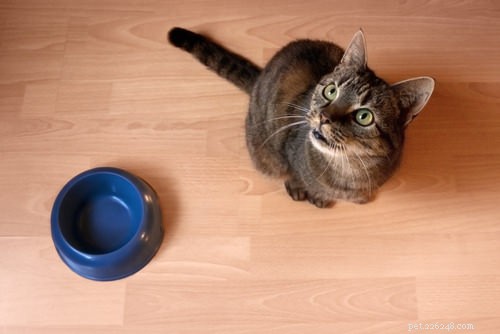 5 manieren waarop je dit jaar een betere katteneigenaar kunt worden