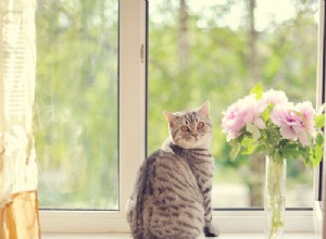 5 způsobů, jak můžete být letos lepším majitelem koček
