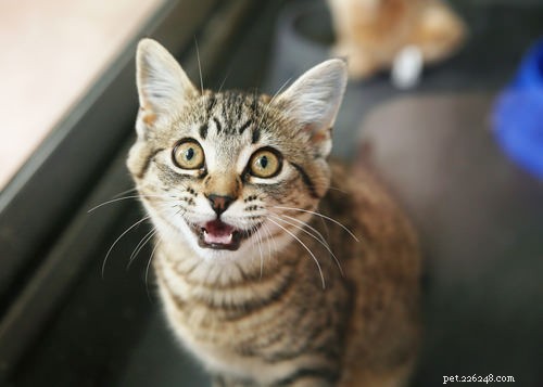 6 modi per comunicare con il tuo gatto nella loro lingua