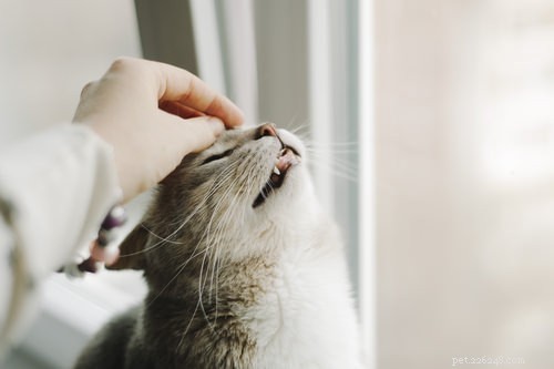 6 sätt att kommunicera med din katt på deras språk