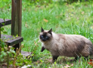 5猫の品種は子供にはお勧めしません 