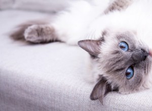 子供のための10の最高の猫の品種 