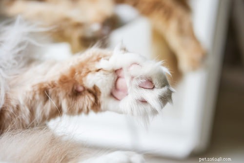 10 façons dont les chats montrent leur affection