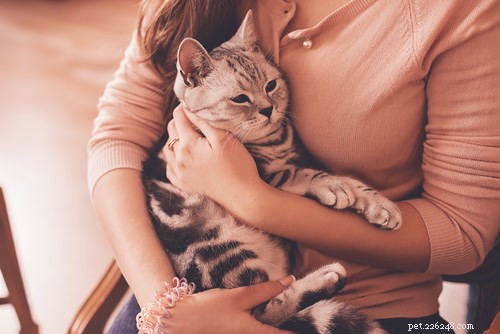 10 modi in cui i gatti mostrano il loro affetto