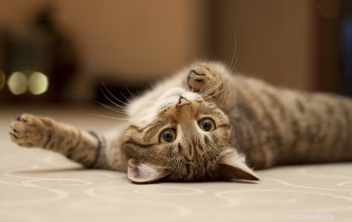 10 manieren waarop katten hun genegenheid tonen