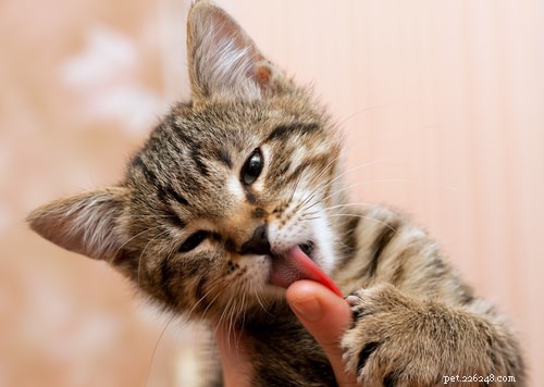 10 sätt som katter visar sin tillgivenhet
