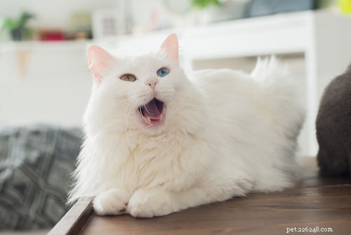 10 способов, которыми кошки демонстрируют свою привязанность