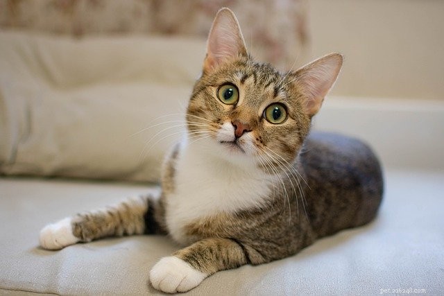 Demandez à un vétérinaire :comment puis-je m assurer que mon chat est heureux ?