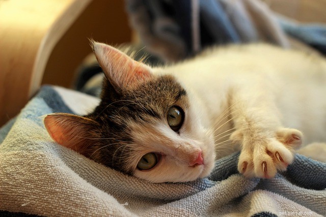 Chiedi a un veterinario:come posso assicurarmi che il mio gatto sia felice?