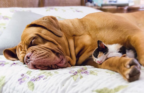 10 chats qui préfèrent les chiens aux oreillers