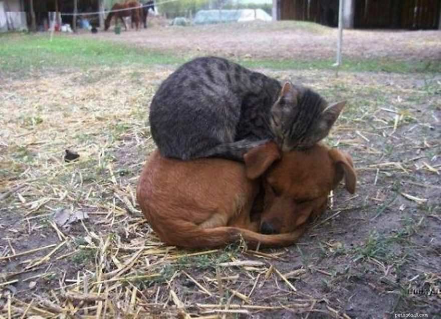 10 katten die honden verkiezen boven kussens