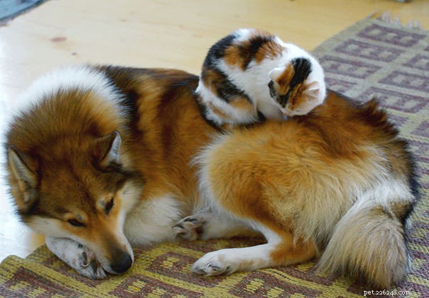 베개보다 개를 선호하는 고양이 10마리