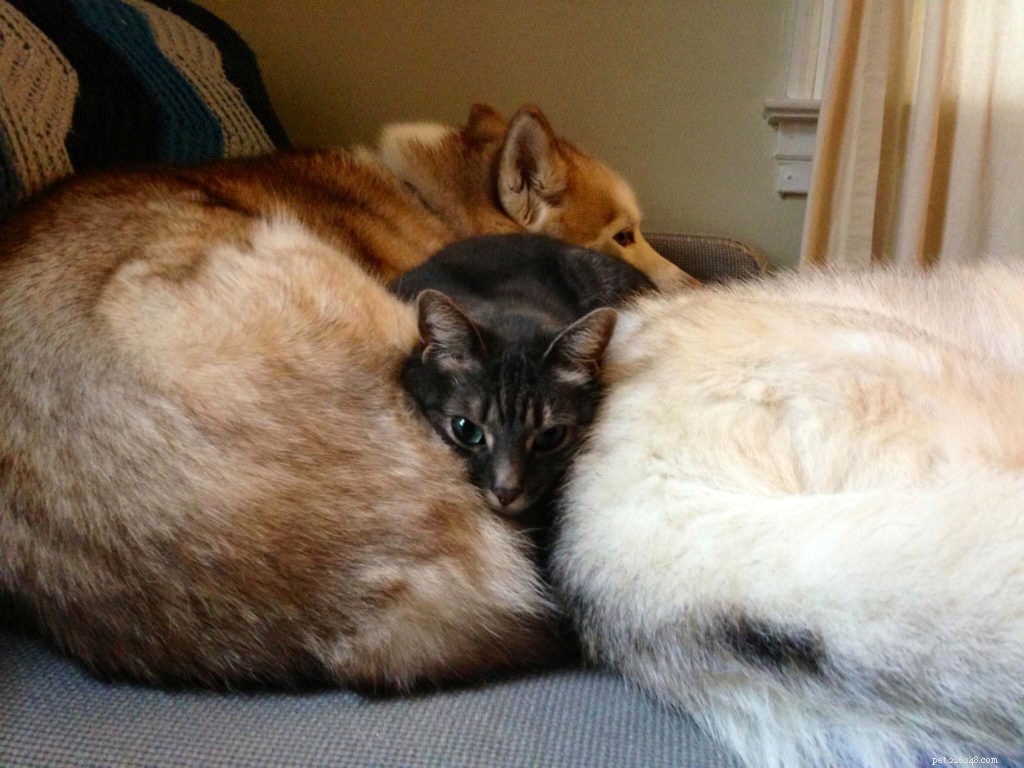 10 gatti che preferiscono i cani ai cuscini
