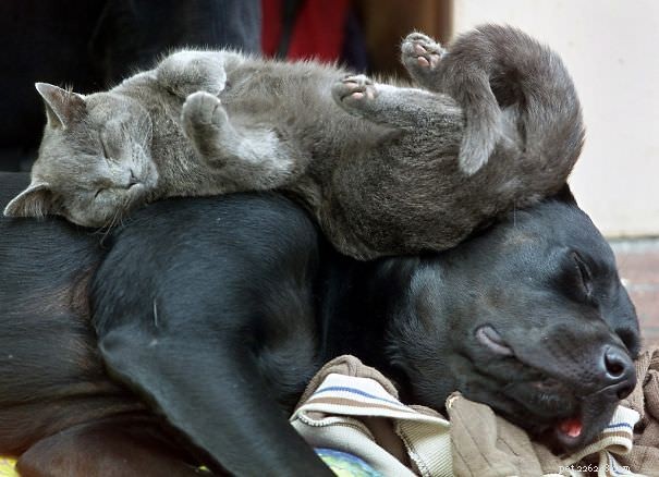 10 koček, které dávají přednost psům před polštáři