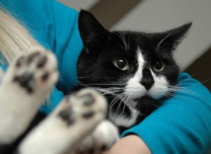 5 manieren waarop uw kat zijn liefde voor u bewijst