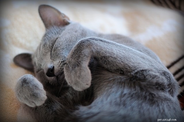 고양이가 당신에 대한 사랑을 증명하는 5가지 방법