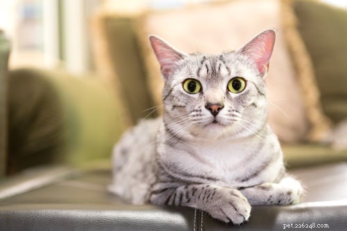 12 пород кошек для активных владельцев