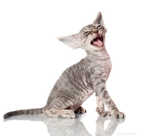 Pergunte a um veterinário:Por que meu gato não ruge como um leão?
