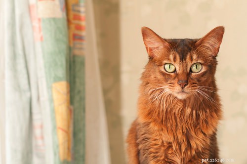 12 пород кошек для активных владельцев