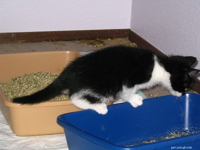 9 dicas para impedir que seu gato faça xixi fora da caixa de areia