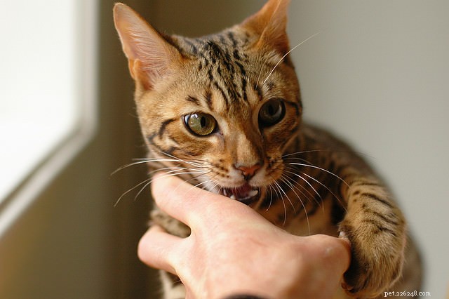 9 tipů, jak zabránit škrábání vaší kočky