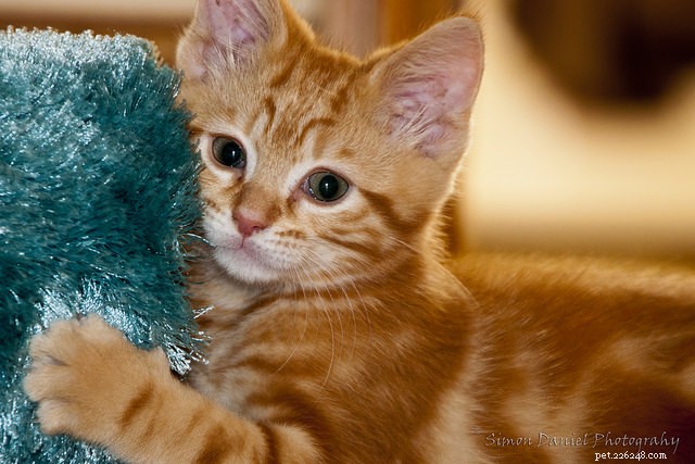 15 особенностей поведения кошек, которые должны понимать все владельцы кошек