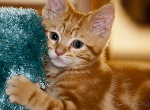 15 kattengedrag dat alle katteneigenaren moeten begrijpen